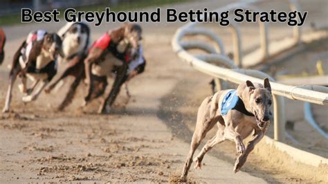 bet365 greyhound results